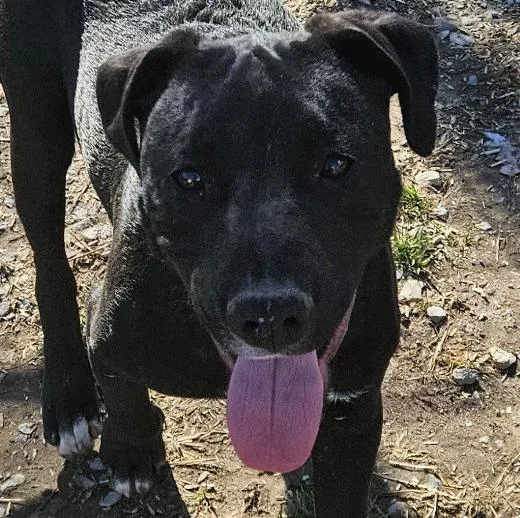 A baby medium-sized male Black Hound dog named Tycoon Twinkle for adoption in Andover, MA