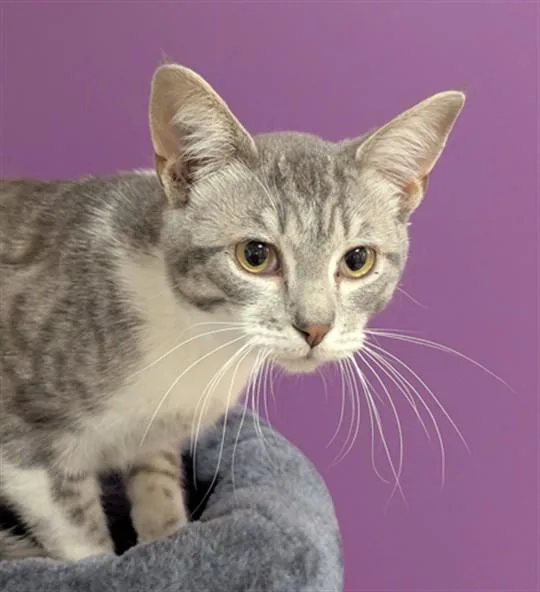 A young medium-sized male Domestic Short Hair cat named Zebrafish for adoption in Olivette, MO