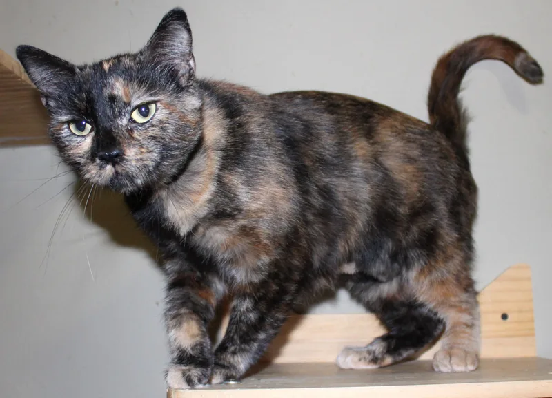 An adult medium-sized female Tortoiseshell Domestic Short Hair cat named Whispy for adoption in Huron, SD