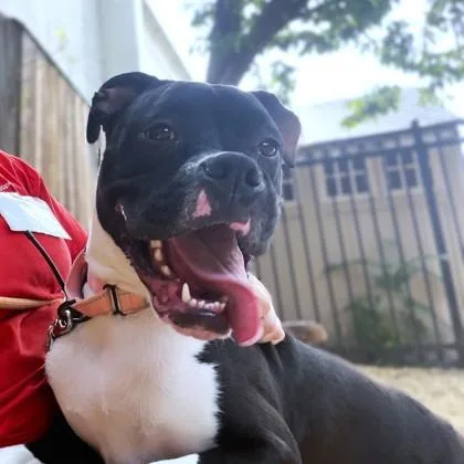 A young medium-sized male Boxer dog named Sirius for adoption in Washington, DC