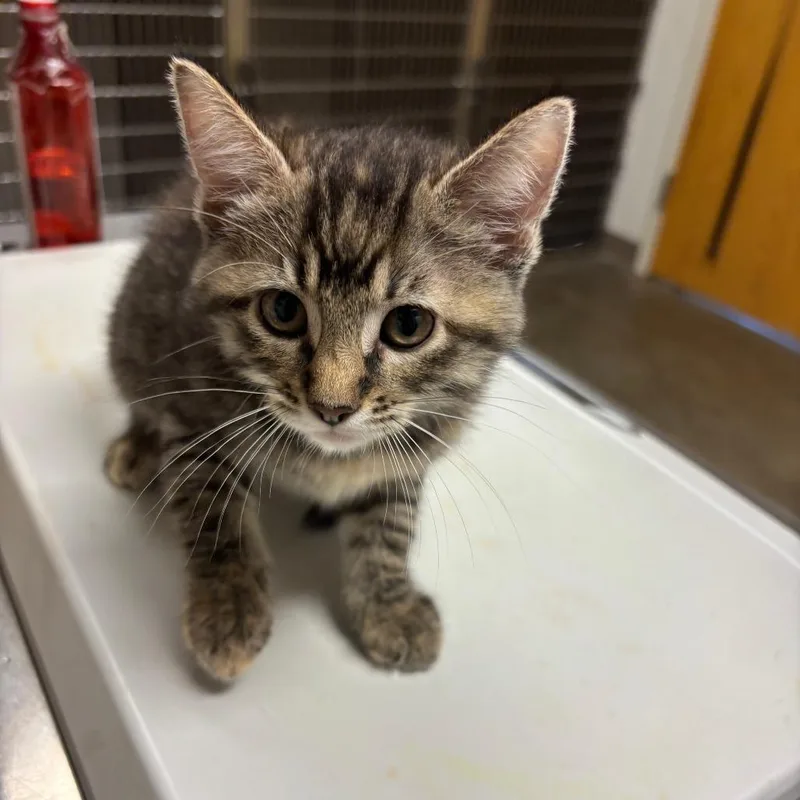 A baby small-sized female Torbie Domestic Short Hair cat named Maple for adoption in Ottawa, KS