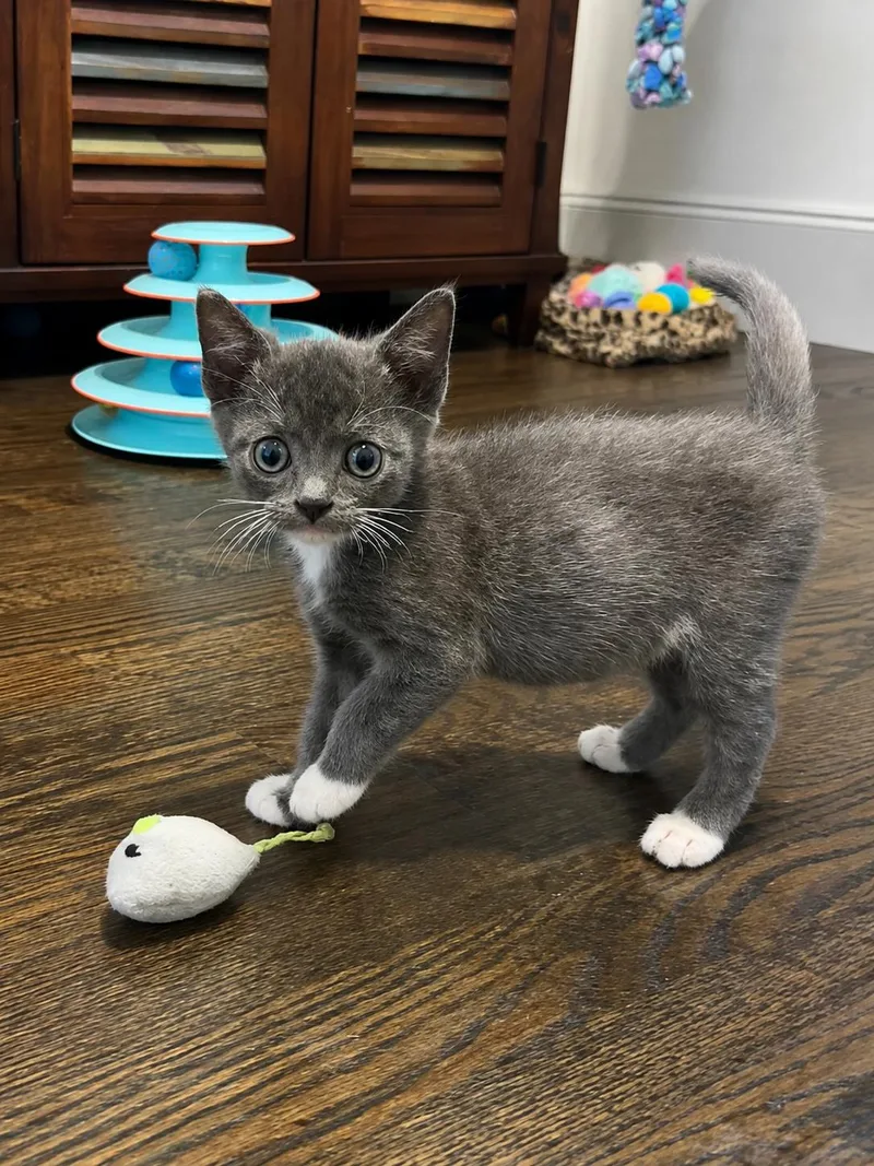 A baby medium-sized male Gray & White Domestic Short Hair cat named Finn for adoption in Plano, TX