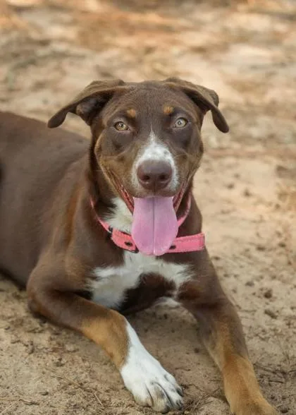 A young large-sized female Siberian Husky dog named Margarita for adoption in Aiken, SC