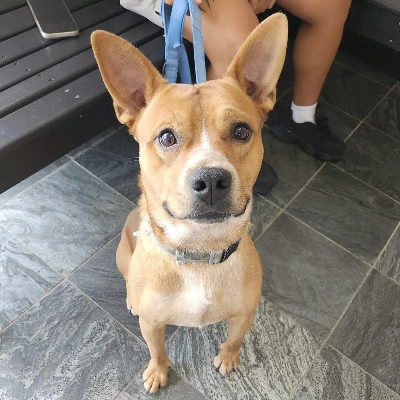 Benji