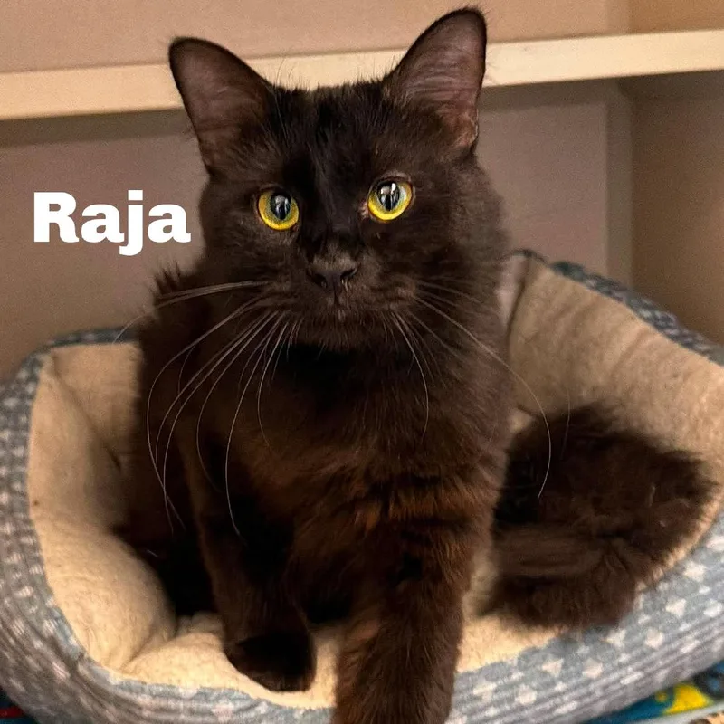 Raja
