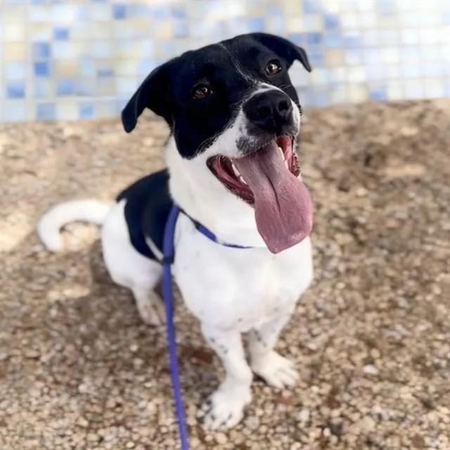 A young large-sized male Labrador Retriever dog named Benny for adoption in Mesa, AZ