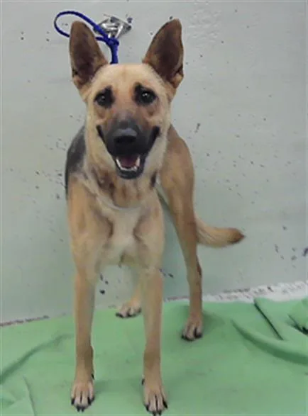 A young medium-sized female German Shepherd Dog dog named A for adoption in Houston, TX