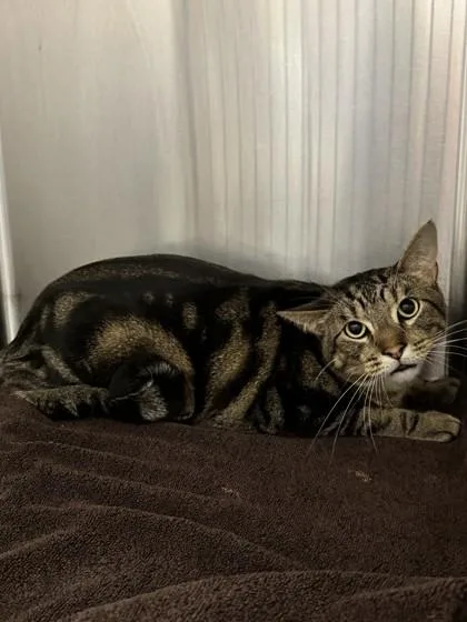 An adult small-sized male Domestic Short Hair cat named Jack for adoption in Roseville, CA