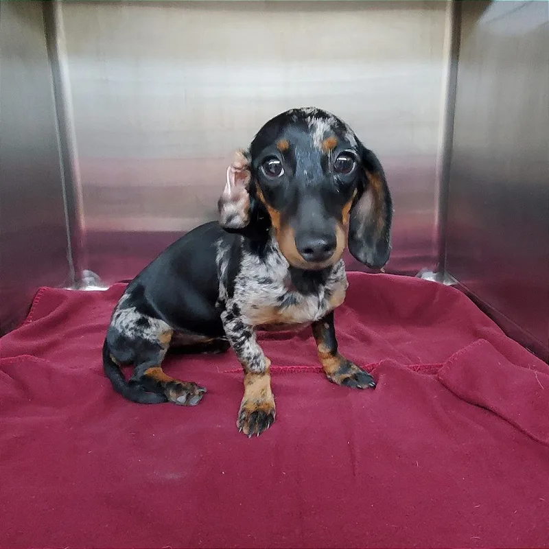 A young small-sized female Gray / Blue / Silver Miniature Dachshund dog named Princess for adoption in Denison, TX