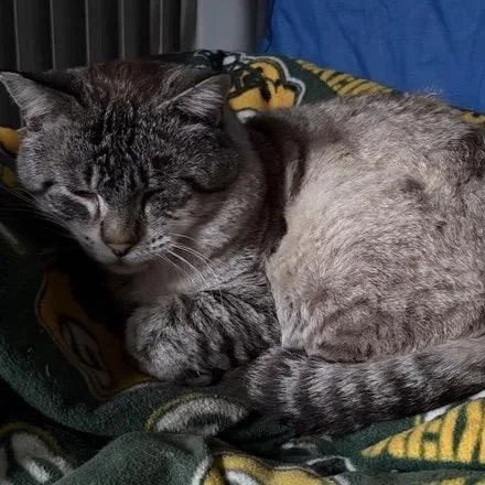 An adult small-sized male Domestic Short Hair cat named Simon for adoption in Rochester, MN