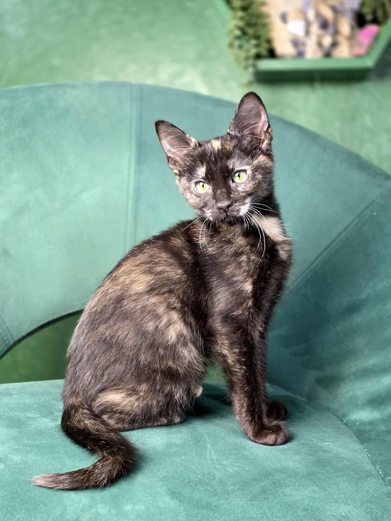 A baby small-sized female Tortoiseshell Domestic Short Hair cat named Halloumi for adoption in Schertz, TX