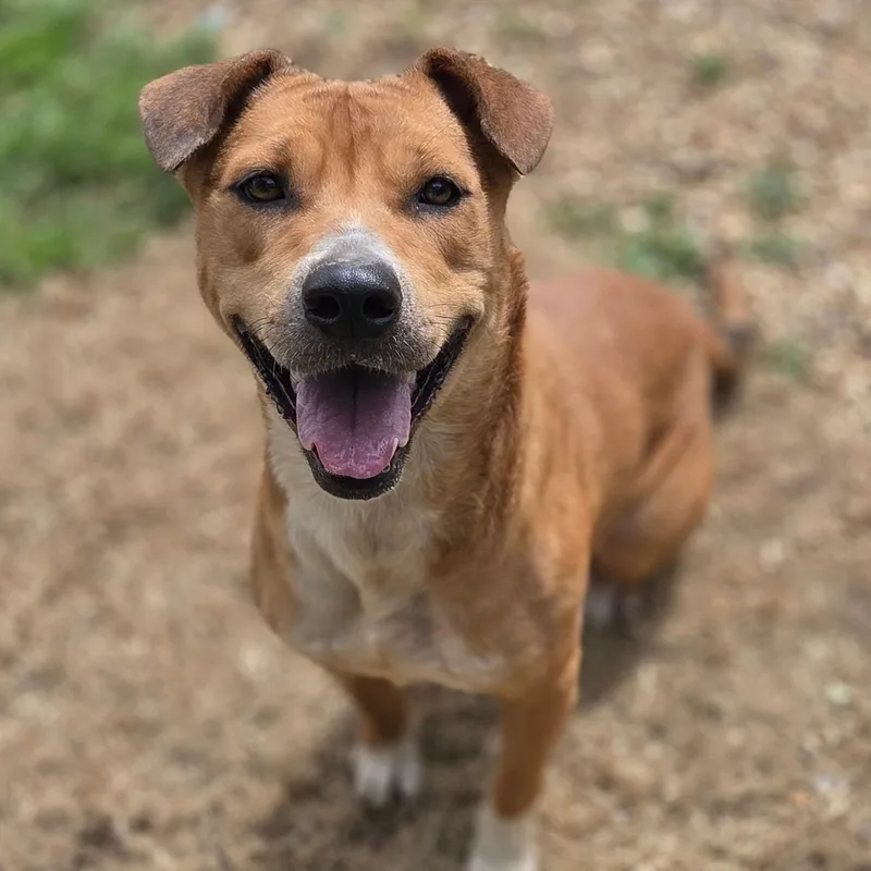 A young medium-sized female Hound dog named Sophia for adoption in Madison, MS
