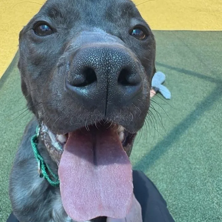 Shrimp Po'Boy