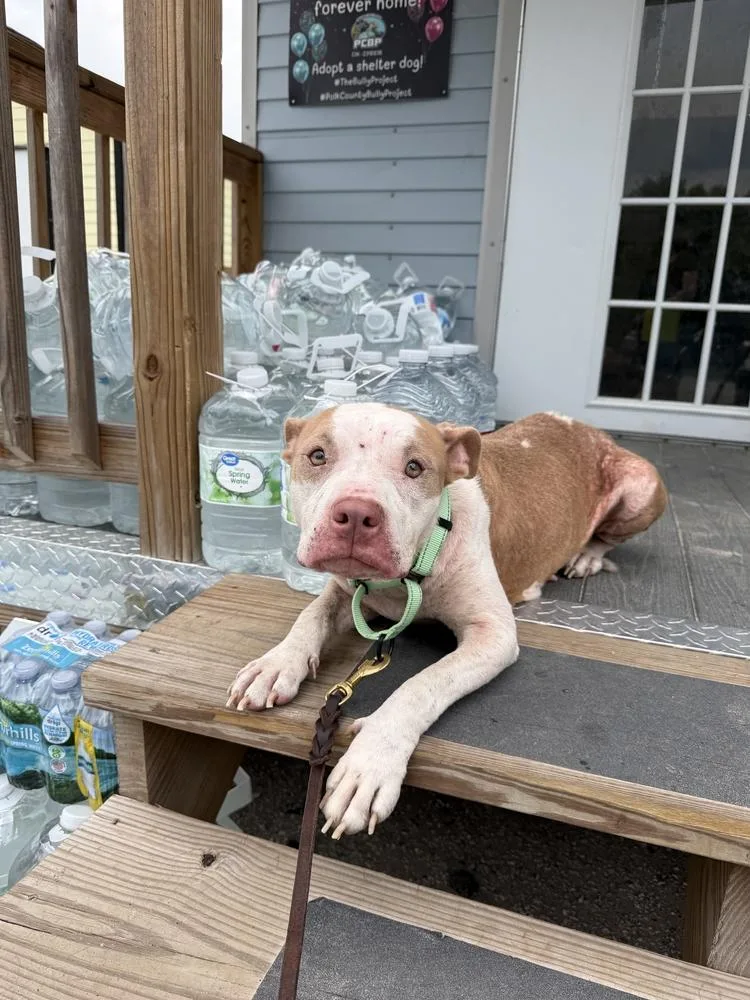 An adult medium-sized female Tricolor (Brown, Black, & White) American Bulldog dog named Ally for adoption in Lakeland, FL