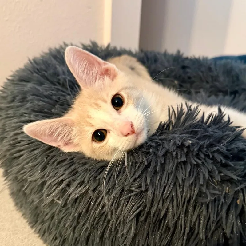 A baby small-sized male Buff / Tan / Fawn Domestic Short Hair cat named Simba for adoption in Houston, TX