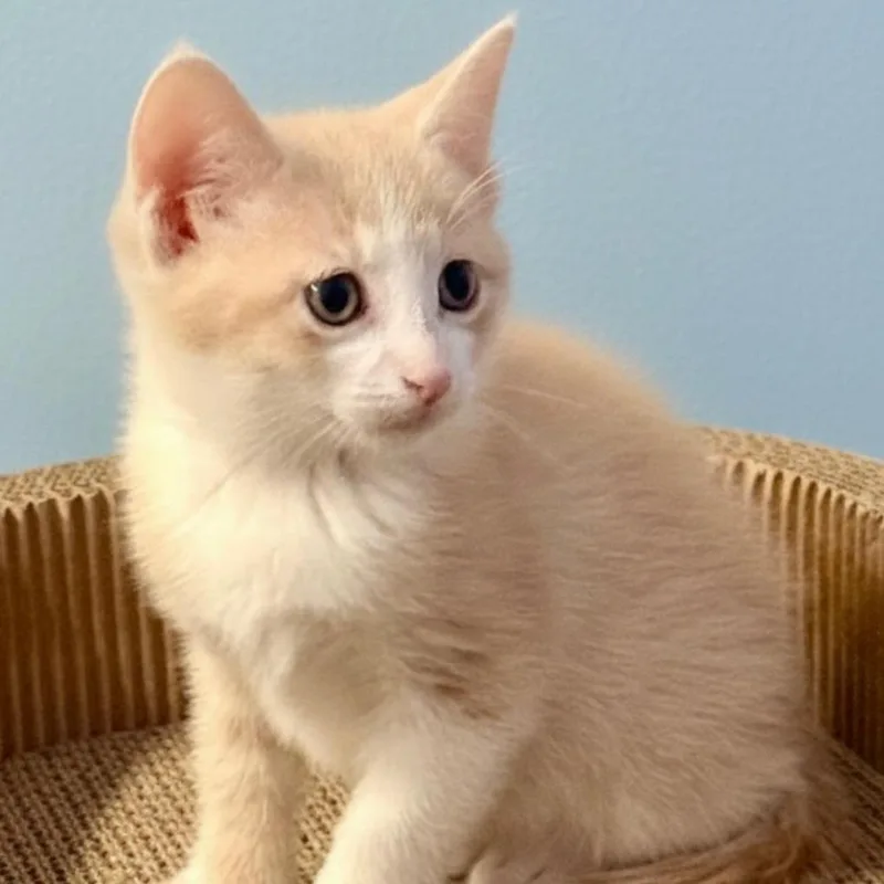Simba thumbnail 2