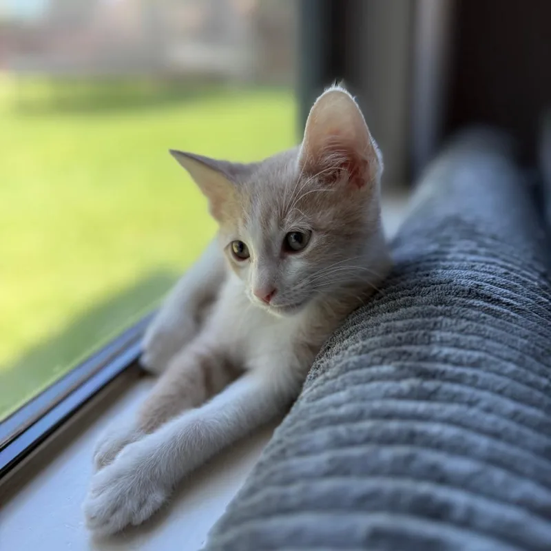 Simba thumbnail 3