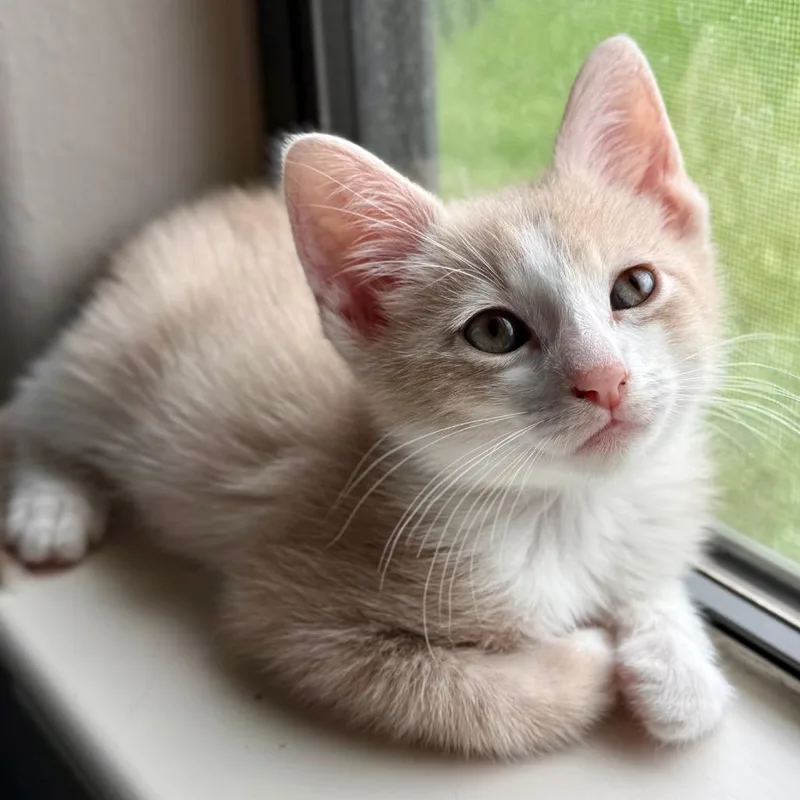 Simba thumbnail 4