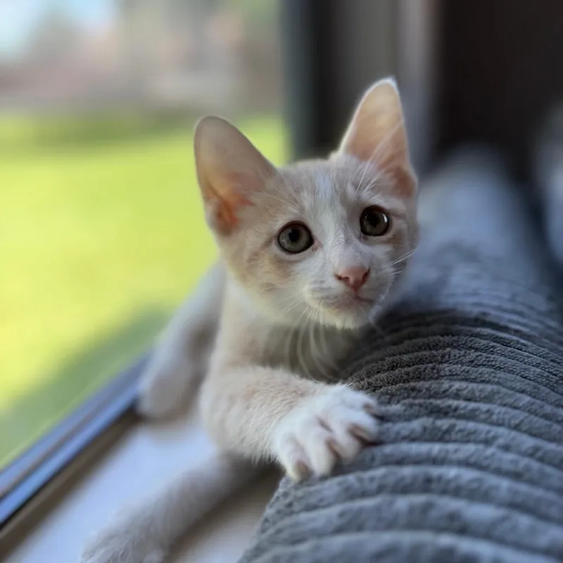 Simba thumbnail 5