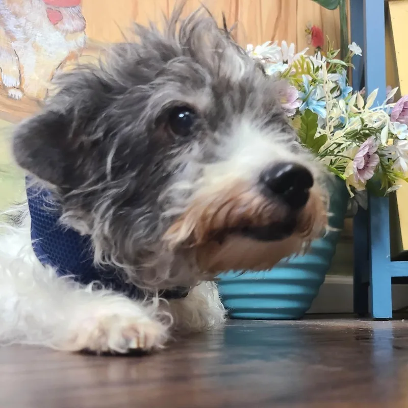 An adult small-sized male Gray / Blue / Silver Maltese dog named Bilbo for adoption in Yucaipa, CA