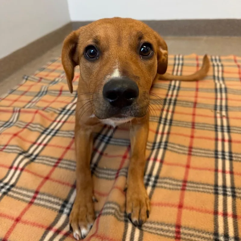 A baby medium-sized female Red / Chestnut / Orange Mixed Breed dog named Daisy for adoption in South Elgin, IL