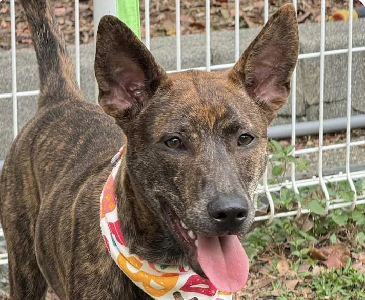 A baby medium-sized male Mountain Dog dog named Koda for adoption in San Ramon, CA