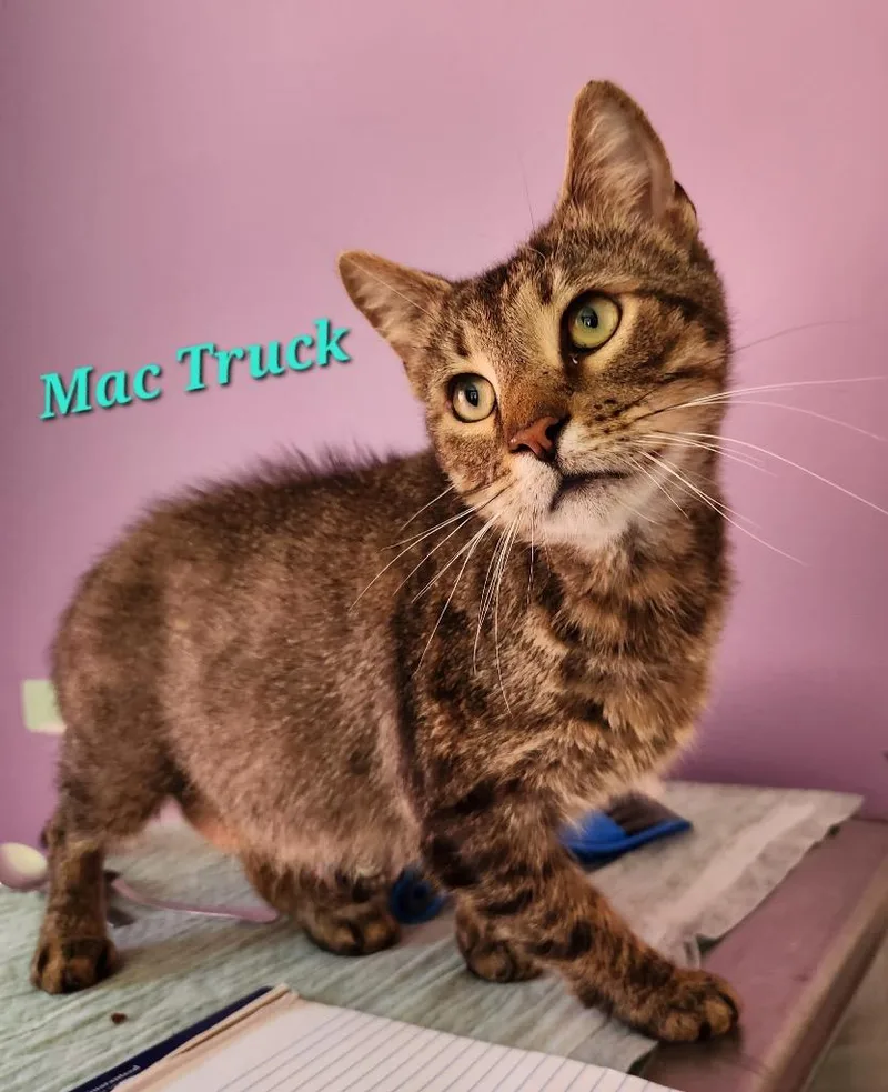 A young large-sized male Domestic Short Hair cat named Mac Truck for adoption in Cambridge, MD
