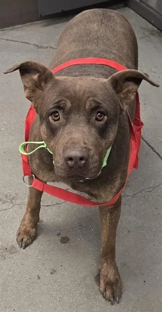 A young medium-sized female Labrador Retriever dog named Coco for adoption in Tucson, AZ