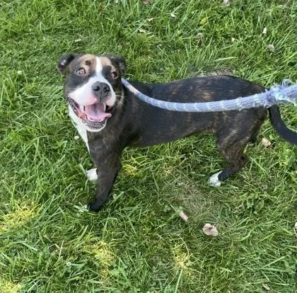 A young medium-sized male Pit Bull Terrier dog named Clifford for adoption in Columbus, IN