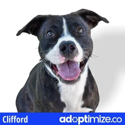 Clifford thumbnail 2