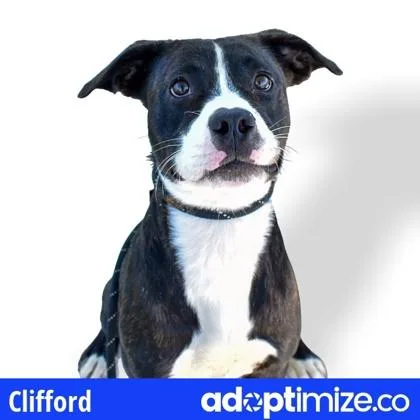 Clifford thumbnail 3