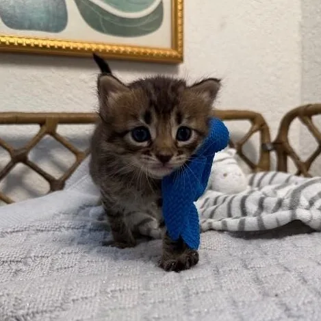A baby medium-sized male Tabby (Brown / Chocolate) Tabby cat named Huggy Mccuddleson for adoption in Friendswood, TX