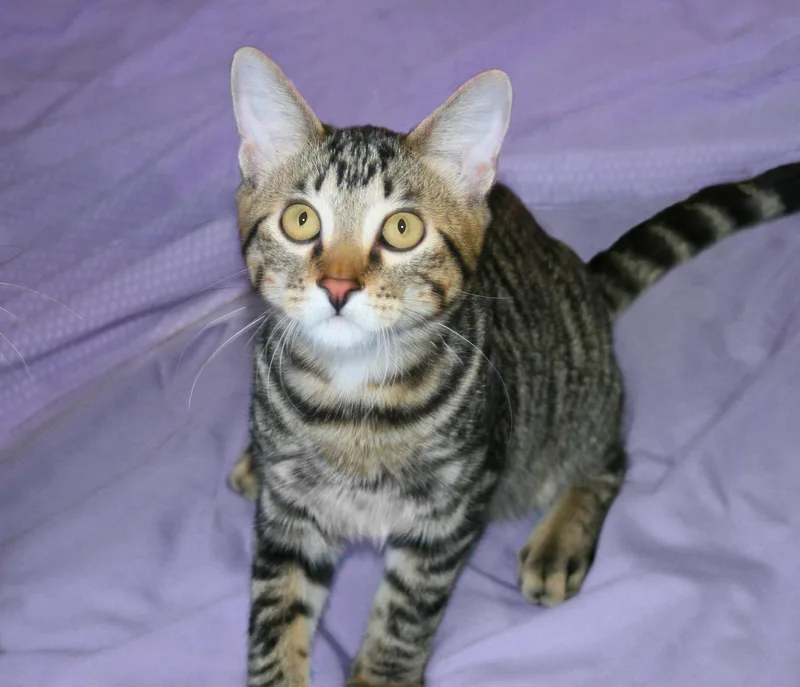A baby medium-sized male Tabby (Brown / Chocolate) Tabby cat named Trent for adoption in Victoria, MN