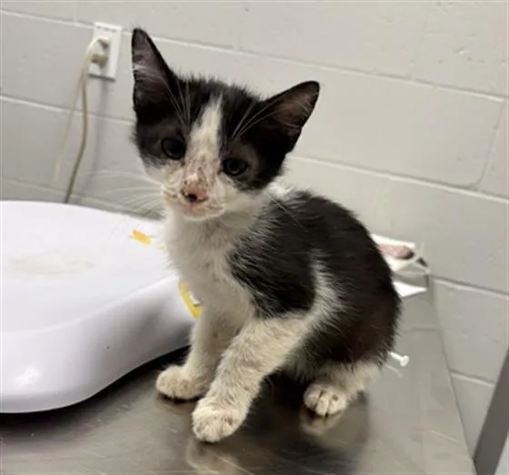 A baby small-sized male Domestic Short Hair cat named Comet for adoption in Indianapolis, IN