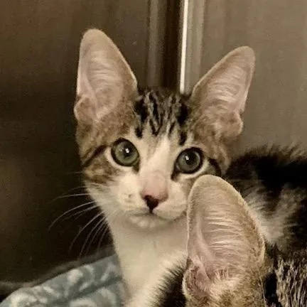 A baby small-sized male Brown / Chocolate Domestic Short Hair cat named Orlando for adoption in Leander, TX