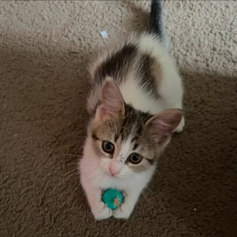 A baby small-sized female Calico Domestic Short Hair cat named Ribbons for adoption in Dearborn, MI