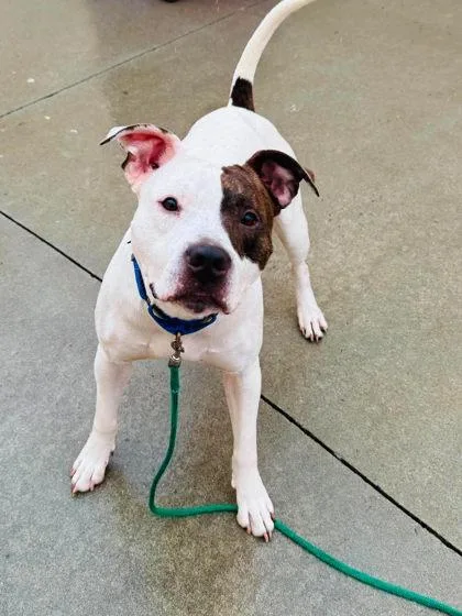 An adult large-sized male Mixed Breed dog named Augustus for adoption in West Chester, PA