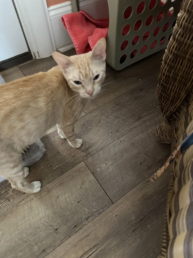 A young small-sized female Tabby cat named Daisy C Ingram for adoption in Saunderstown, RI