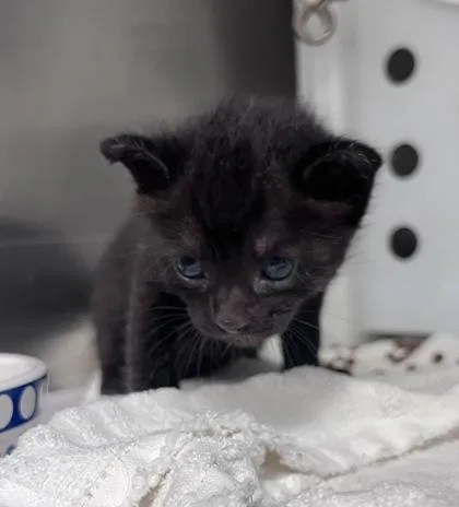 A baby small-sized male Domestic Short Hair cat named Sirius for adoption in Honolulu, HI
