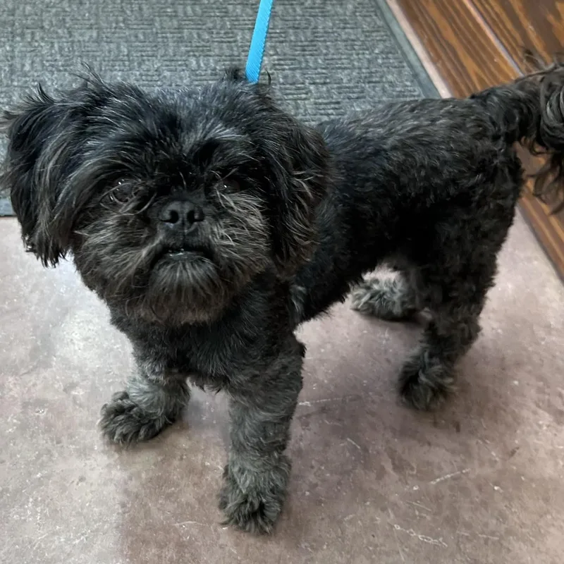 An adult small-sized male Black Shih Tzu dog named Griff for adoption in The Colony, TX