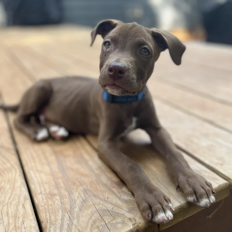 A baby large-sized male Brown / Chocolate Pit Bull Terrier dog named Tow Mater for adoption in Rock Hill, SC