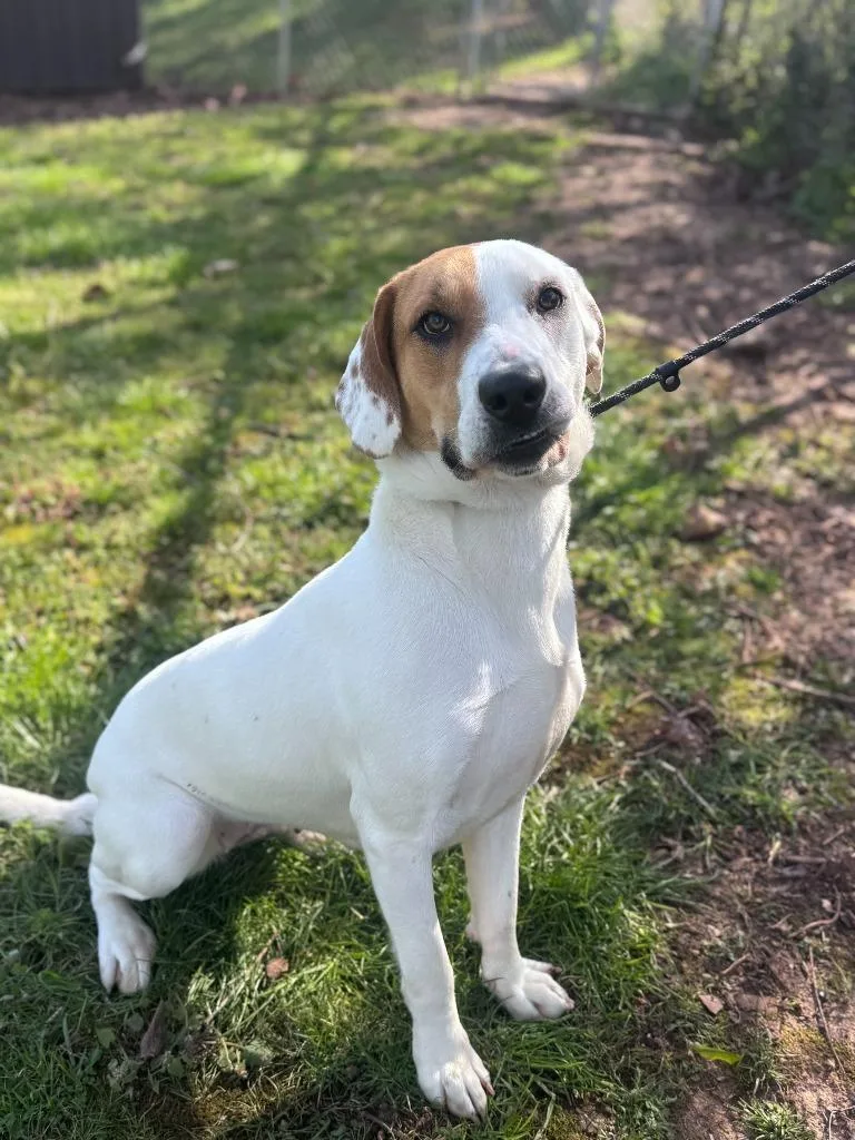 A young medium-sized female Mixed Breed dog named Luna for adoption in Russellville, KY