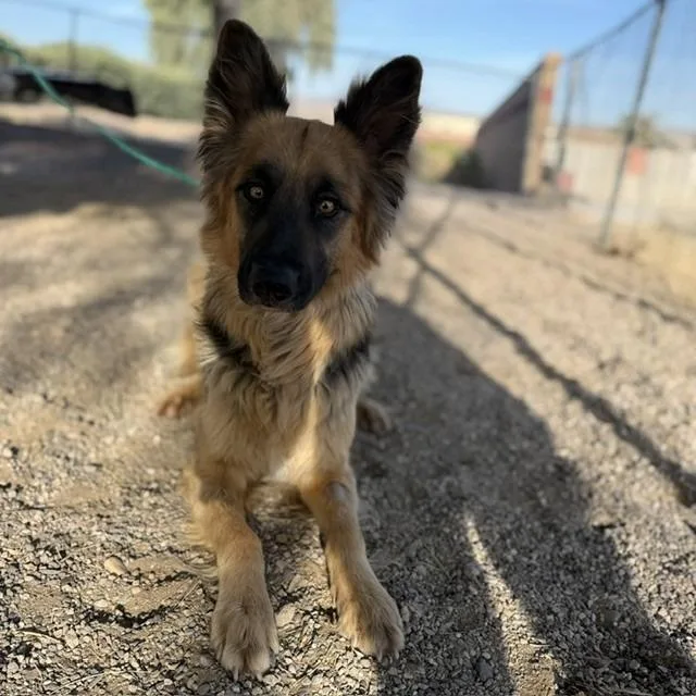 An adult large-sized female Brown / Chocolate German Shepherd Dog dog named Stormy for adoption in Bullhead City, AZ