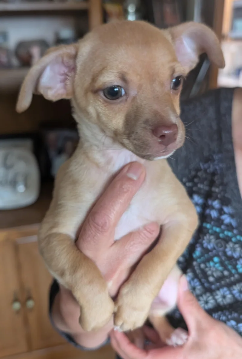 Claudia  Puppy