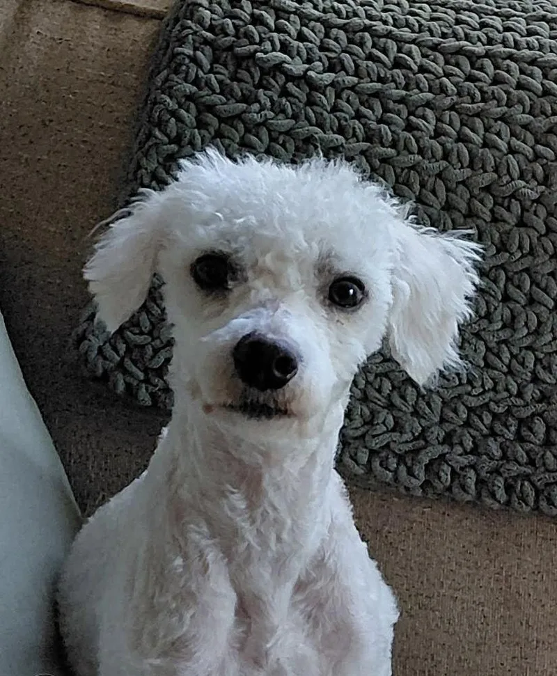 An adult small-sized male White / Cream Poodle dog named Jojo for adoption in Irwin, PA