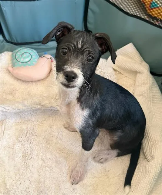 A baby small-sized male Terrier dog named Fitz for adoption in Sacramento, CA