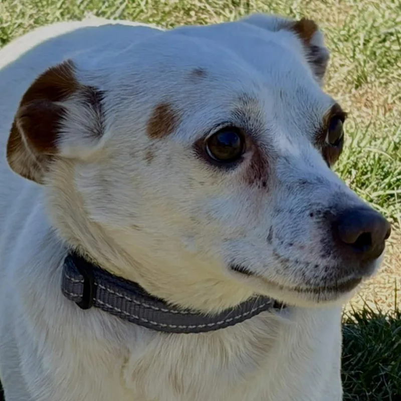 An adult small-sized male White / Cream Jack Russell Terrier dog named Milo for adoption in Burbank, CA