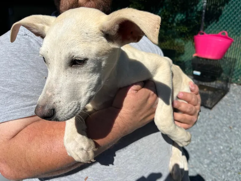 A baby medium-sized male Mixed Breed dog named Joshua for adoption in Mount Gilead, NC