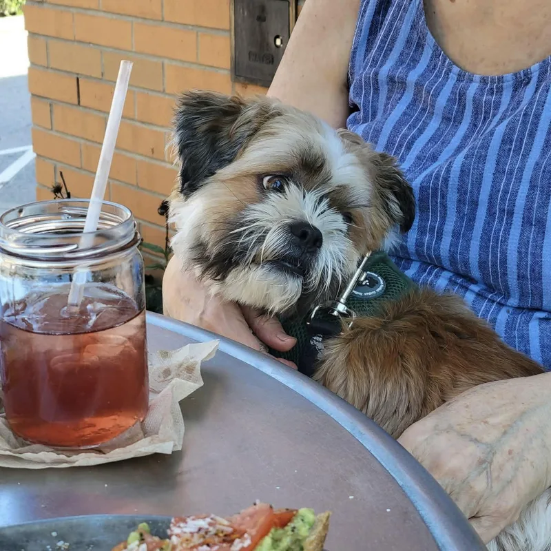 An adult small-sized male Shih Tzu dog named Kiba for adoption in Hillsborough , NC