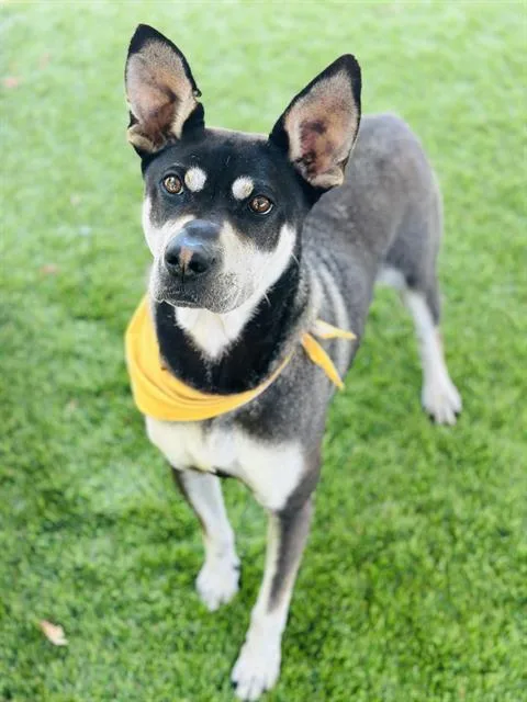 A young medium-sized male Shar-Pei dog named Flash for adoption in Chula Vista, CA